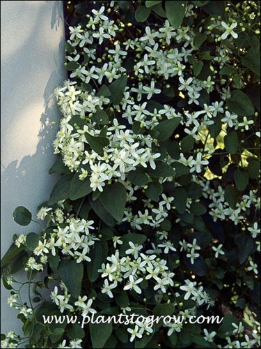 Sweet Autumn Clematis (Clematis terniflora) 
(September 7)